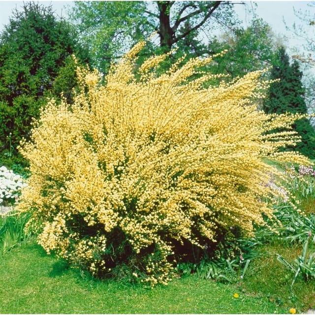 Cytisus Praecox Besenginster Gelb 40–60 cm