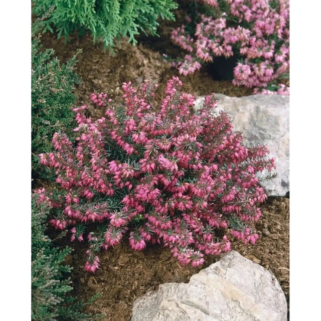 Erica Carnea Myretoun Ruby Schneeheide 15-20 cm