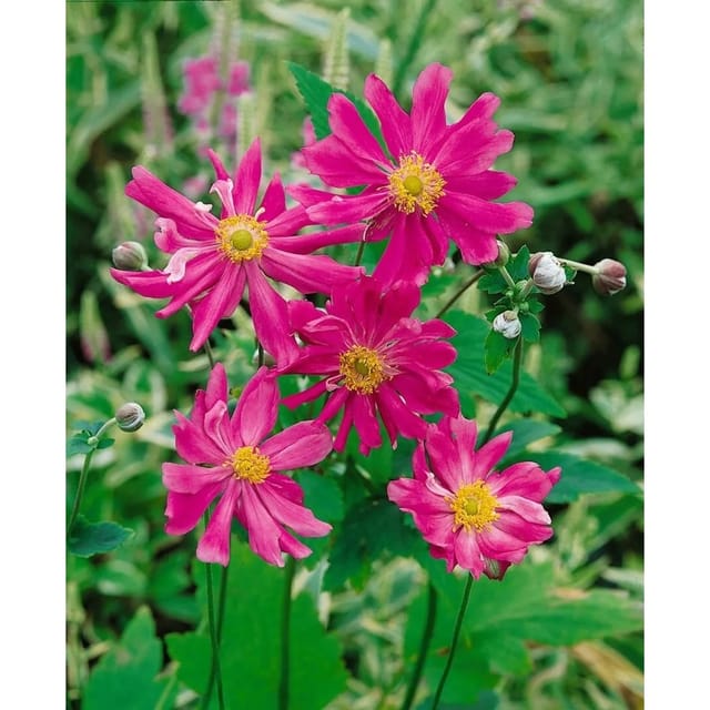 Anemone Japonica Prinz Heinrich Herbstanemone Ca. 9x9 cm Topf