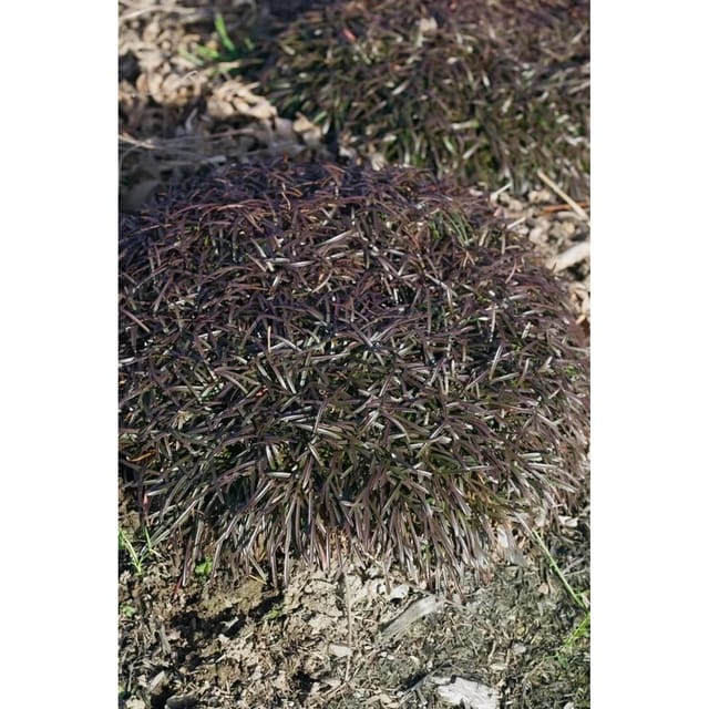 Armeria Maritima Vesuv Grasnelke Ca. 9x9 cm Topf