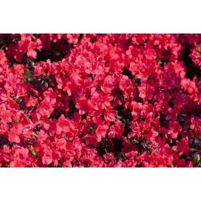Rhododendron In Sorten Sorte - Obtusum Maruschka 15- 20 cm