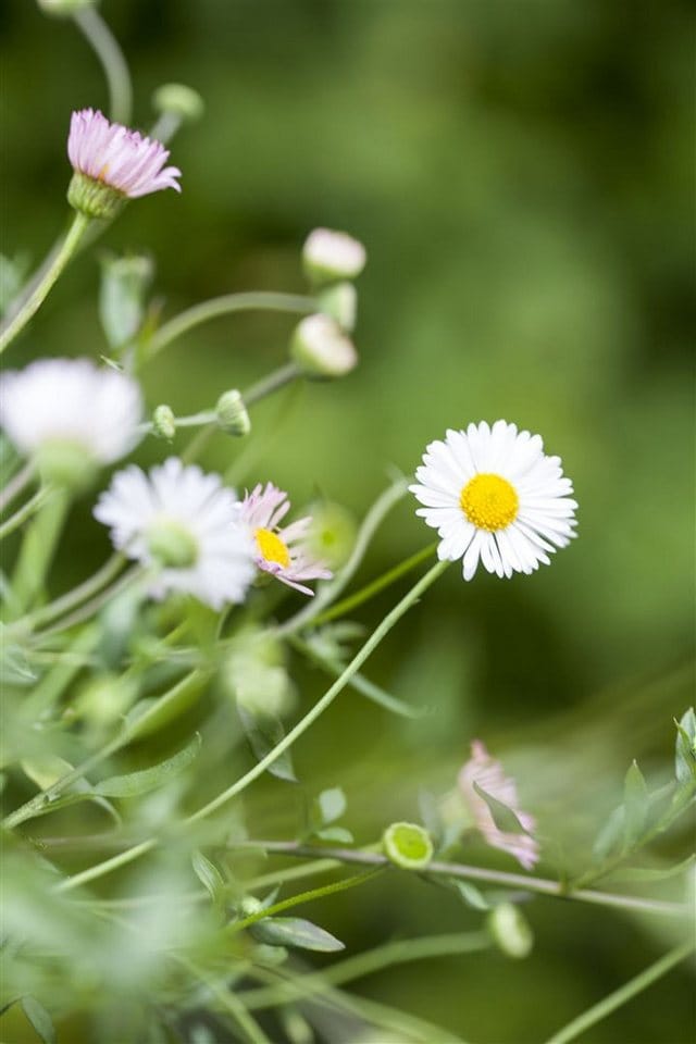 Erigeron Karvinskianus Blütenmeer Spanisches Gänseblümchen Ca. 9x9 cm Topf
