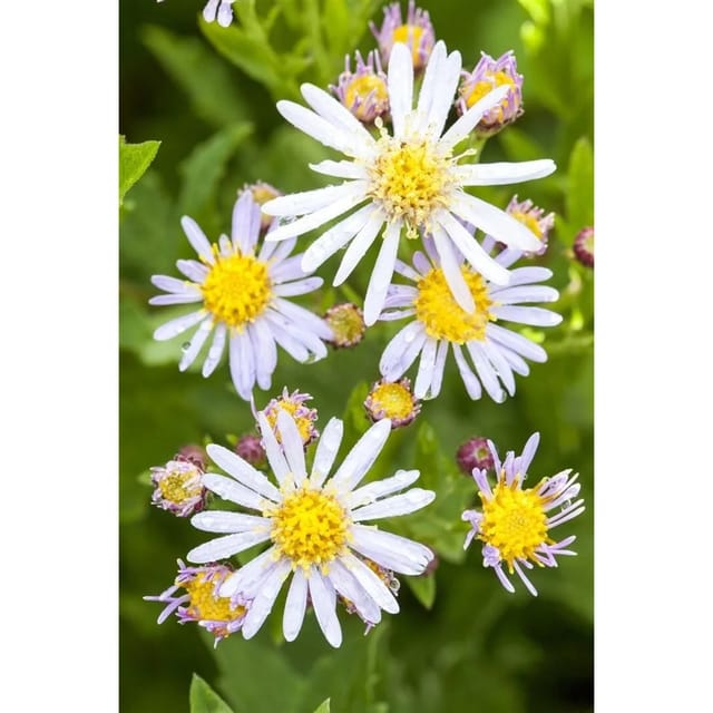 Aster Ageratoides Asran Herbstaster Ca. 9x9 cm Topf