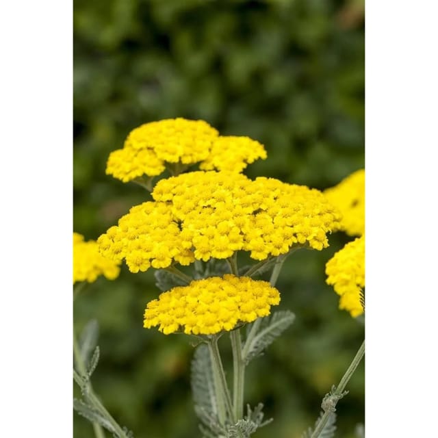 Achillea Tomentosa Filzige Schafgarbe Ca. 9x9 cm Topf
