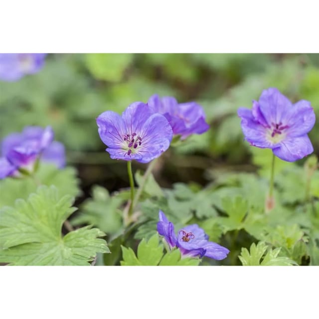 Geranium Wallichianum Rozanne Storchschnabel 2-3 Liter Container