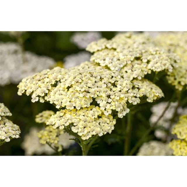 Achillea Filipendulina Credo Goldgarbe Ca. 9x9 cm Topf