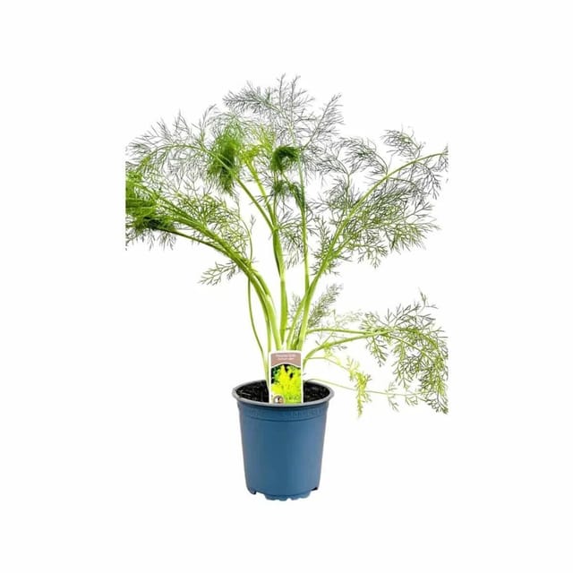 Foeniculum Vulgare Fenchel Ca. 11x11 cm Topf