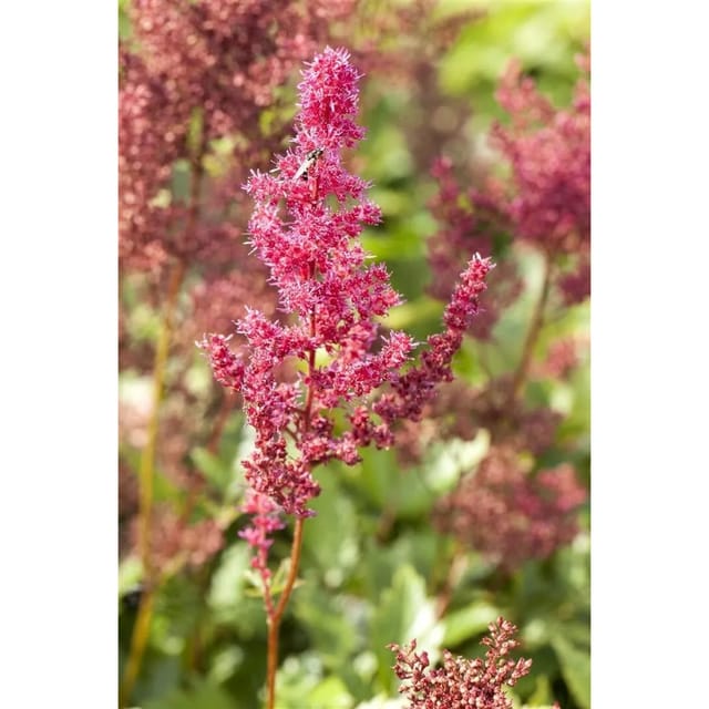 Astilbe Japonica Bremen Prachtspiere Ca. 9x9 cm Topf