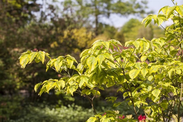 Cornus Florida Blumen-Hartriegel 60–80 cm Weiße Blüten