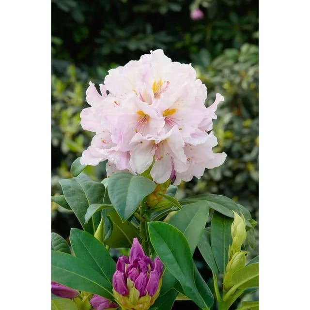Rhododendron Hybr. Eskimo Weiß 30–40 cm