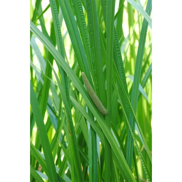 Acorus Calamus Kalmus Ca. 9x9 cm Topf