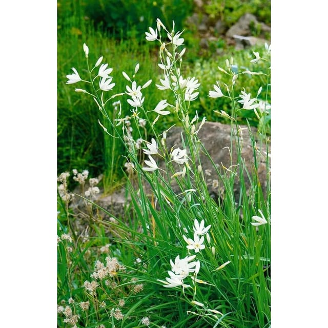 Anthericum Liliago Astlose Graslilie Ca. 9x9 cm Topf
