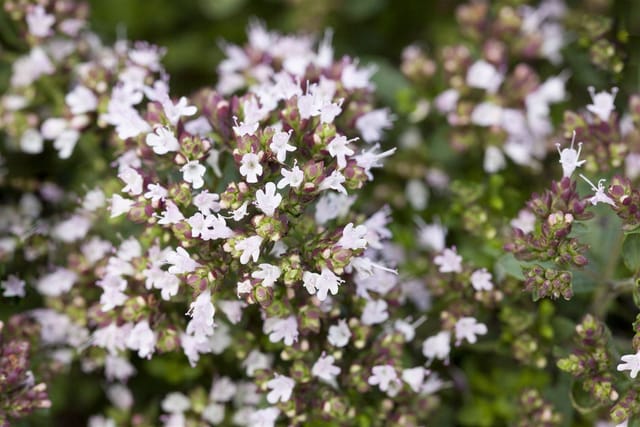 Origanum Vulgare Compactum Oregano Ca. 11x11 cm Topf