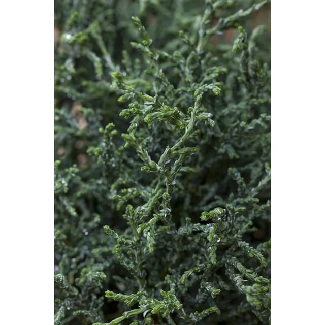 Chamaecyparis Obtusa Lycopodioides Muschelzypresse 20–25 cm