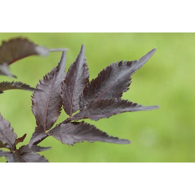 Sambucus Nigra Black Beauty Schwarzer Holunder Dunkelviolett 40–60 cm