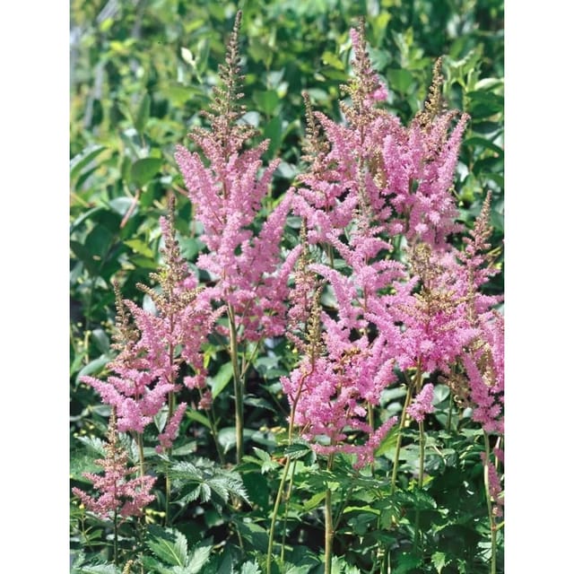 Astilbe Chinensis Visions In Pink Prachtspiere Ca. 11x11 cm Topf
