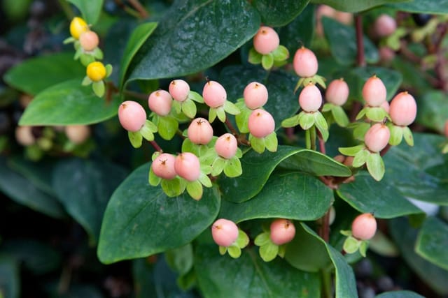 Hypericum Inodorum Magical Beauty Johanniskraut Gelb 20–30 cm