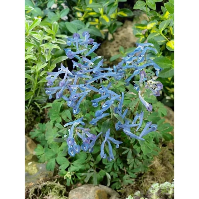 Corydalis Elata Blue Summit Lerchensporn Ca. 9x9 cm Topf