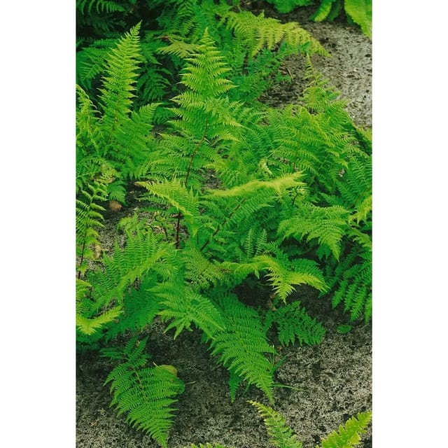 Athyrium Filix-femina Rotstiel Frauenfarn 30-40 cm