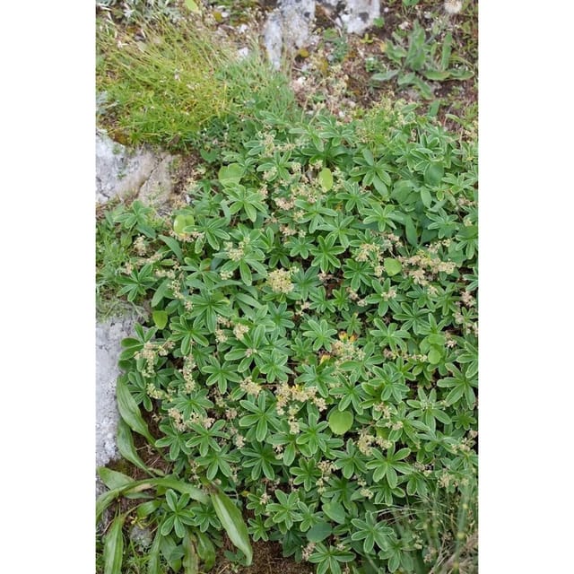 Alchemilla Faeroensis Var.pumila Ca. 9x9 cm Topf