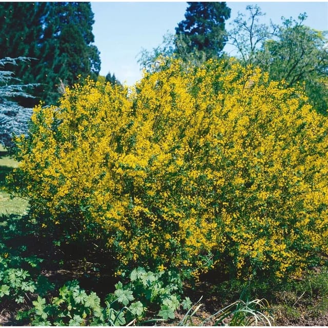 Cytisus Sessilifolius 20-30 cm
