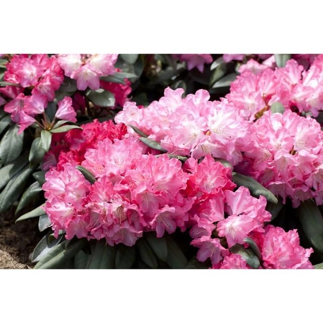 Rhododendron Yakushimanum Anuschka Rosa Blüten 30–40 cm