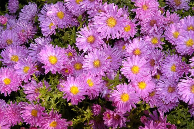Aster Novi-belgii Rosaperle Glattblattaster Ca. 9x9 cm Topf