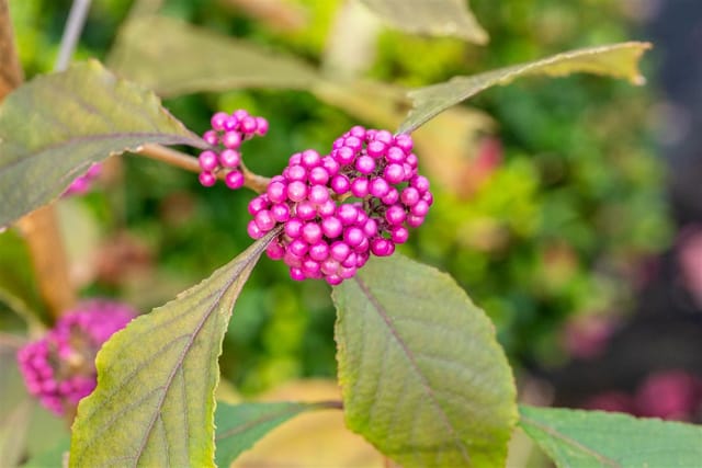 Callicarpa Bodinieri Profusion Schönfrucht Violette Beeren 80–100 cm