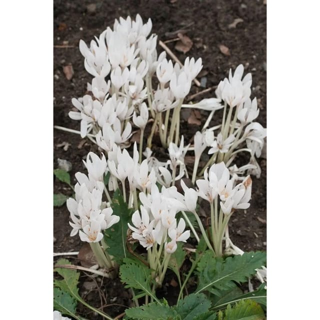 Colchicum Autumnale Album Herbstzeitlose Ca. 11x11 cm Topf