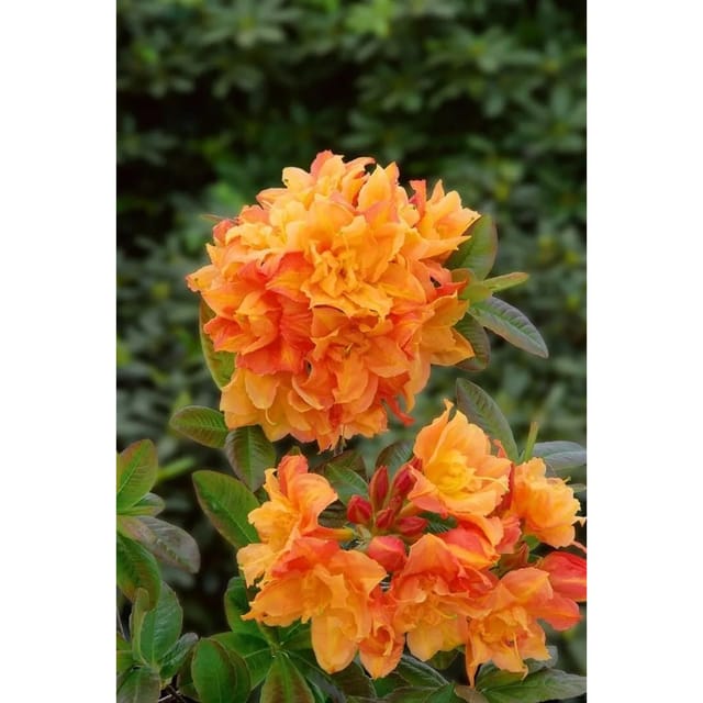 Rhododendron Luteum Csardas Gelb 40–50 cm
