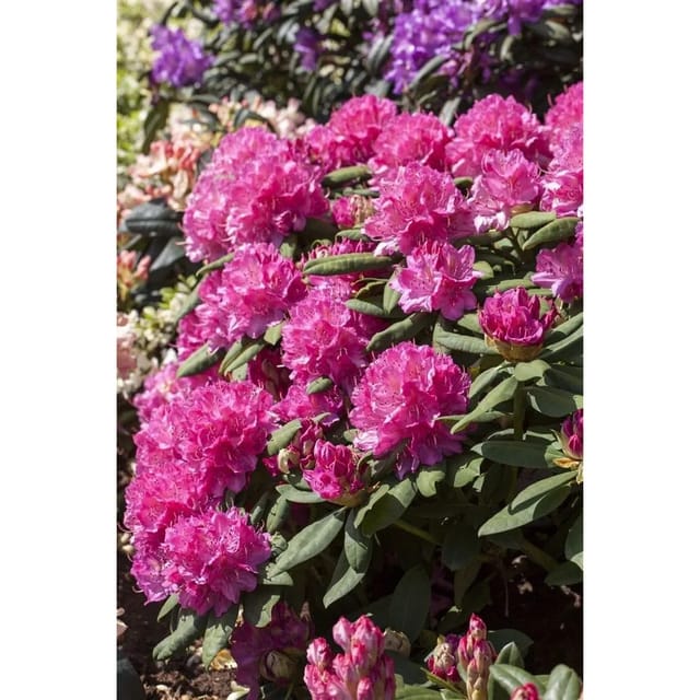 Rhododendron Hybr. Catharine Van Tol Immergrün Rosa Blüten 40–50 cm