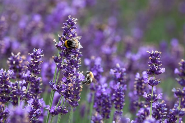 Lavandula Angustifolia Hidcote Blue Echter Lavendel 2 Liter Container