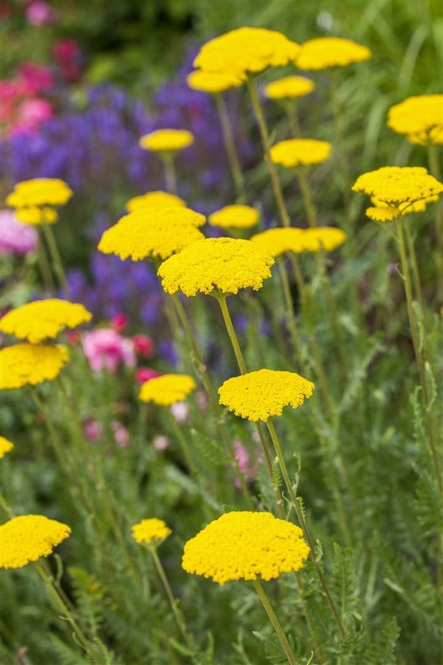 Achillea Filipendulina Parker Goldgarbe Gen Ca 9x9 cm Topf