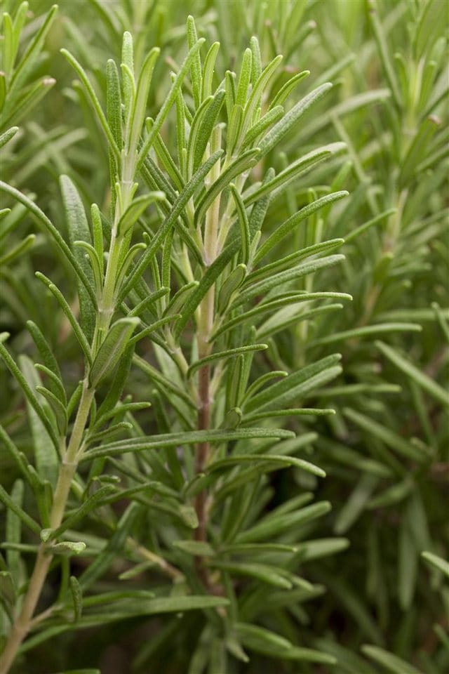 Rosmarinus Officinalis Rosmarin Aromatisch Ca. 9x9 cm Topf