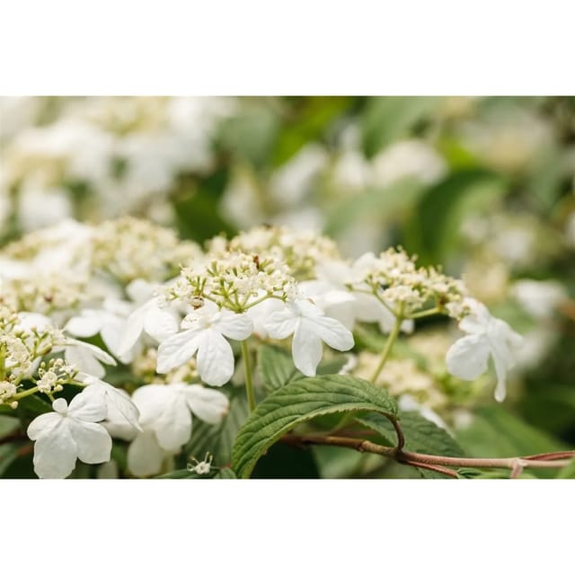 Viburnum Plicatum Kilimandjaro Japanischer Schneeball 40–60 cm