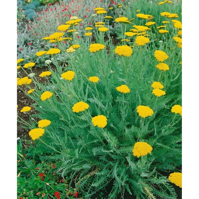 Achillea Clypeolata Schildblatt Schafgarbe Ca. 9x9 cm Topf