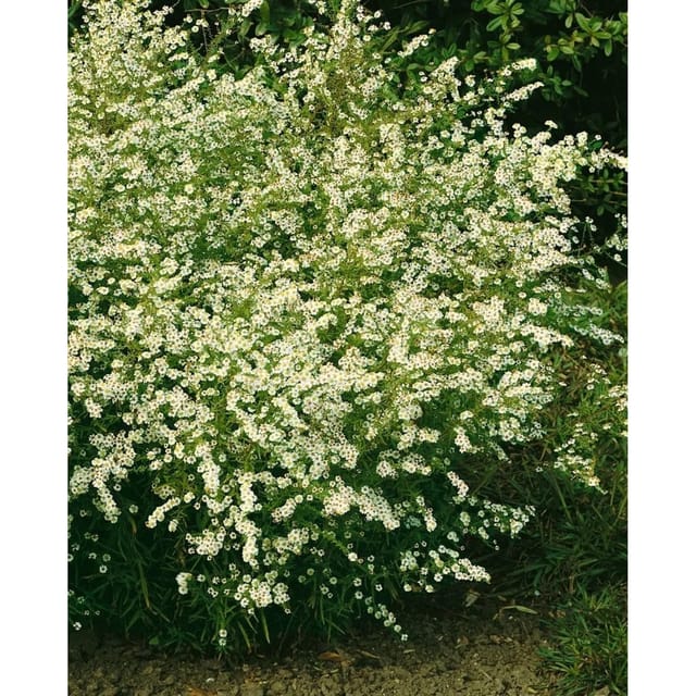 Aster Ericoides Golden Spray Myrtenaster Ca. 9x9 cm Topf