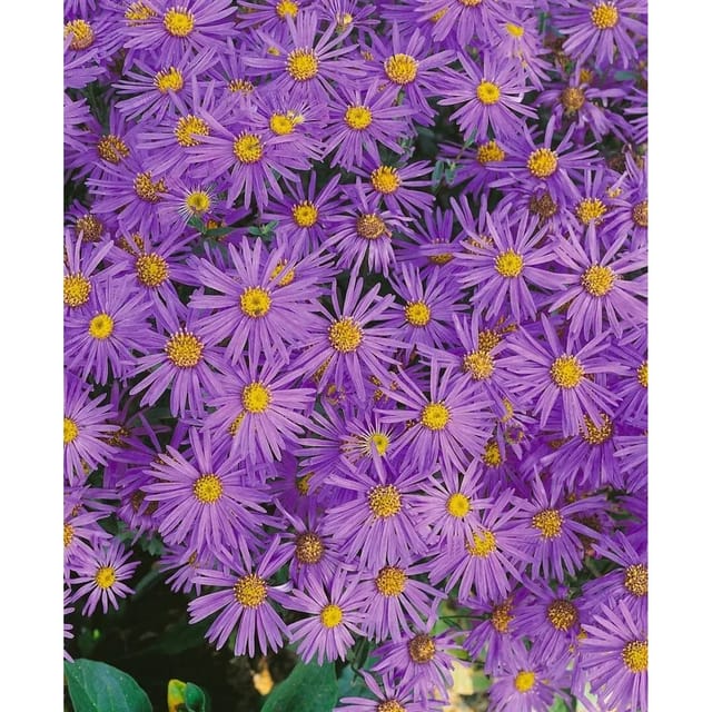 Aster Amellus Mira Bergaster Ca. 9x9 cm Topf
