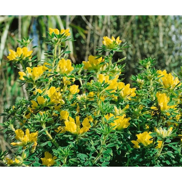 Chamaecytisus Austriacus Österreichischer Geißklee 20-30 cm