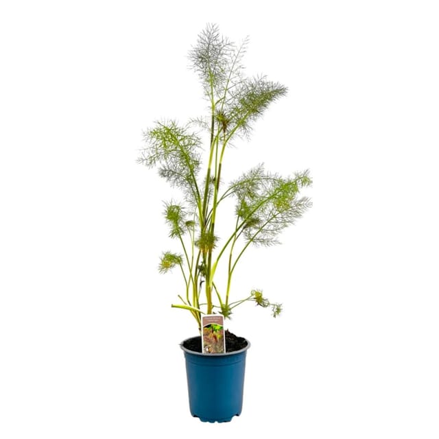 Foeniculum Vulgare Rubrum Roter Fenchel Ca. 11x11 cm Topf