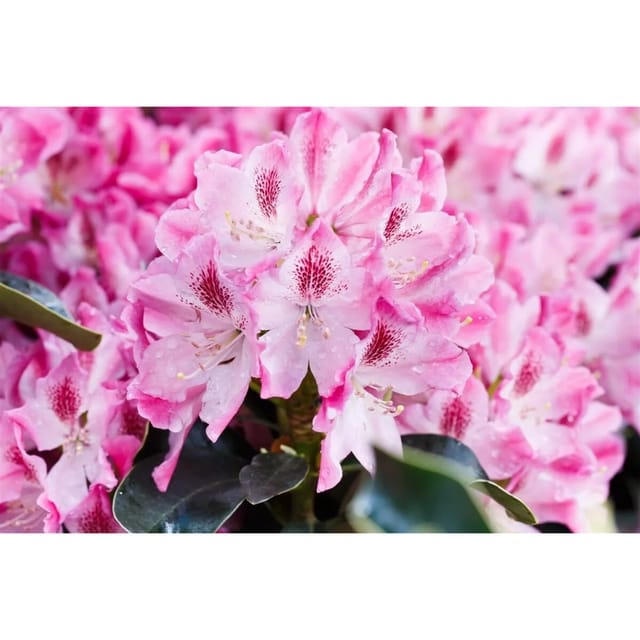 Rhododendron Hybr. Helen Martin Rosa Blüten 40–50 cm