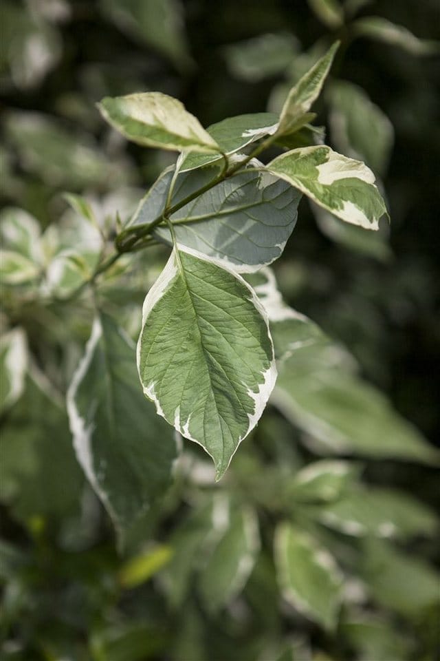 Cornus Alba Elegantissima Weißer Hartriegel Buntlaubig 60–100 cm