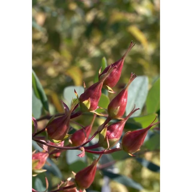 Hypericum Kalmianum Gemo Johanniskraut Gelb 30–40 cm