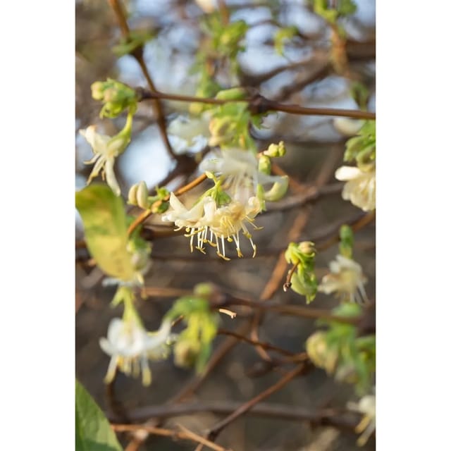 Lonicera Purpusii Wintergeißblatt Cremeweiß 100–125 cm