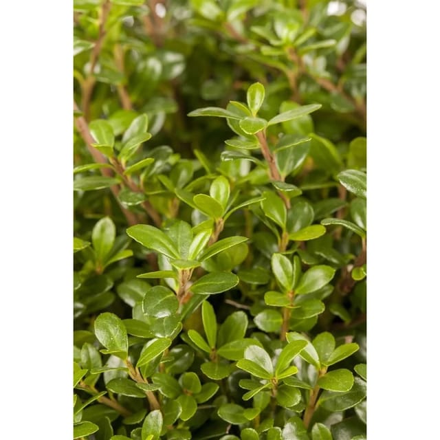 Ilex Crenata Glorie Gem Japanische Stechpalme Kugel 20–25 cm