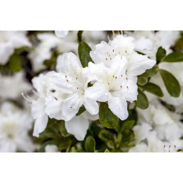 Rhododendron Obt. Diamant Weiß Rhododendron Weiß 20–25 cm