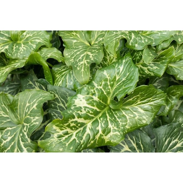 Arum Italicum Pictum Italienischer Aronstab Ca. 9x9 cm Topf