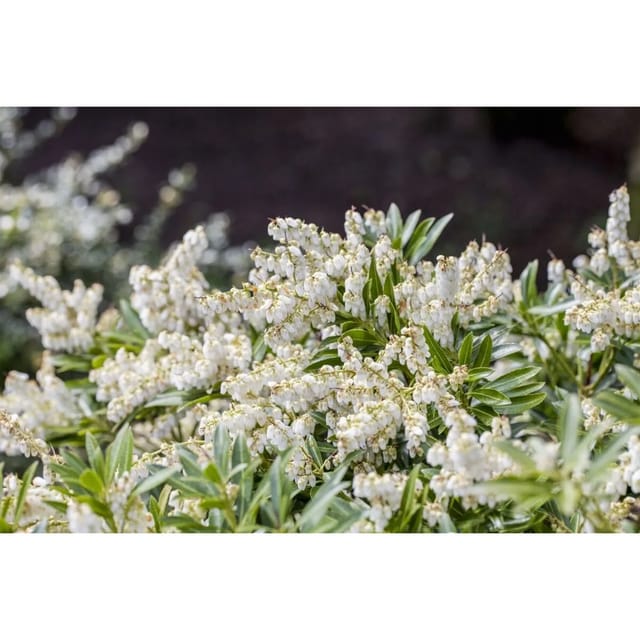 Pieris Japonica Cupido Japanische Lavendelheide 20–30 cm