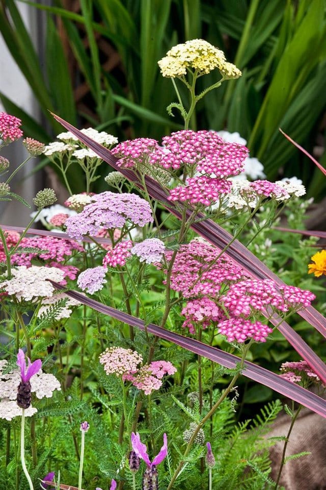 Achillea Millefolium Schafgarbe Summer Pastels Ca. 9x9 cm Topf