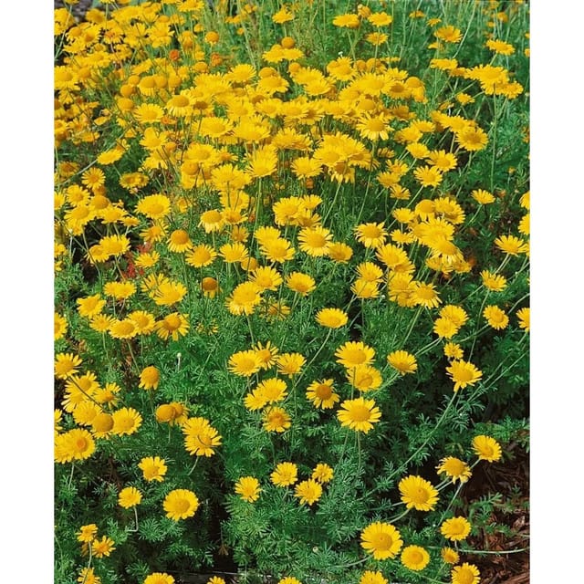 Anthemis Tinctoria Kelwayi Färberkamille Ca. 9x9 cm Topf